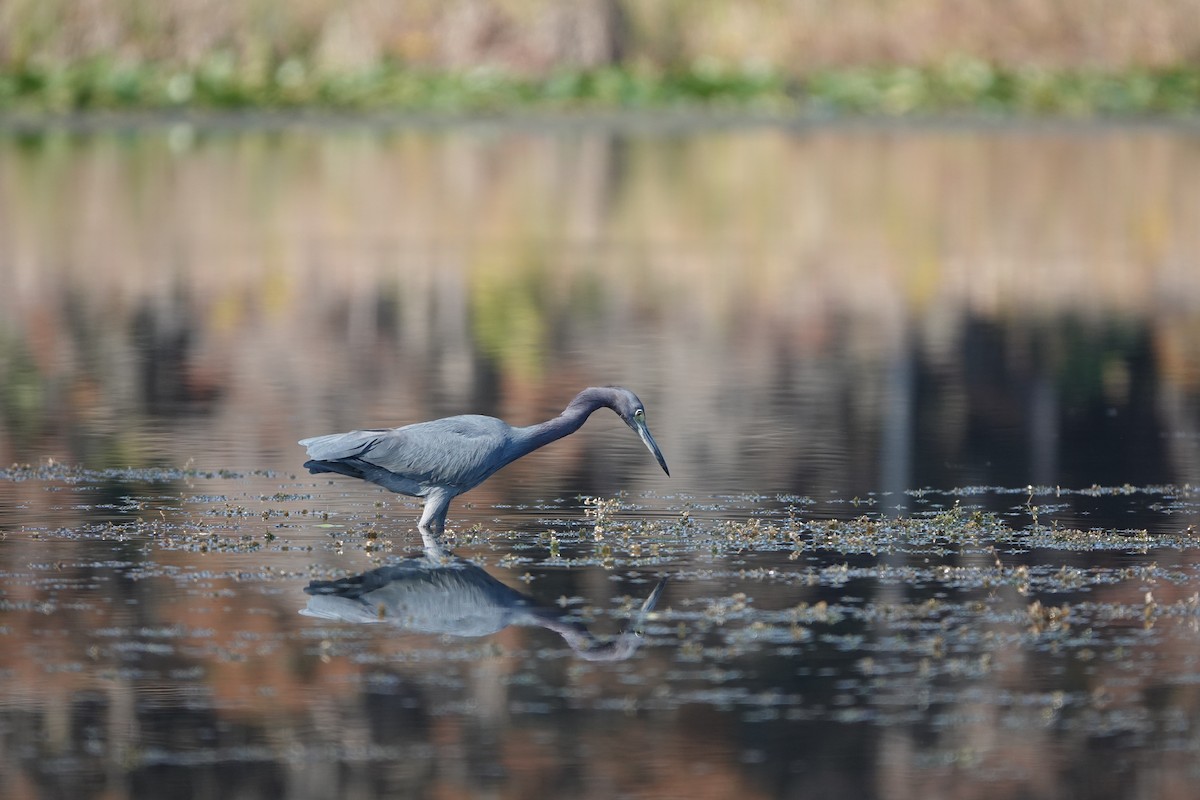 Little Blue Heron - ML645597835