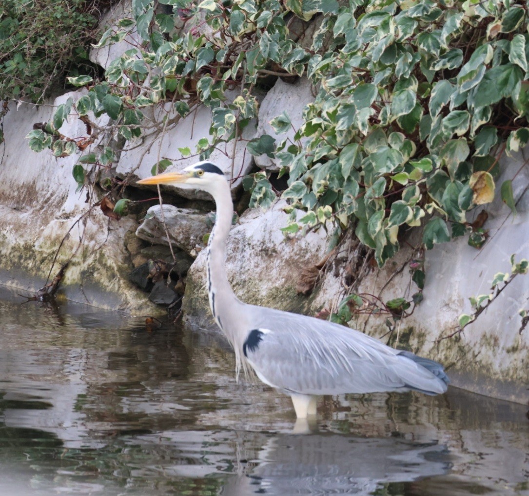 蒼鷺 - ML645597858