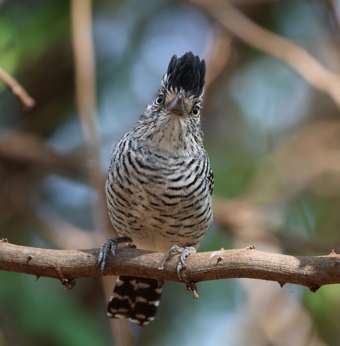 Barred Antshrike (Barred) - ML645597865