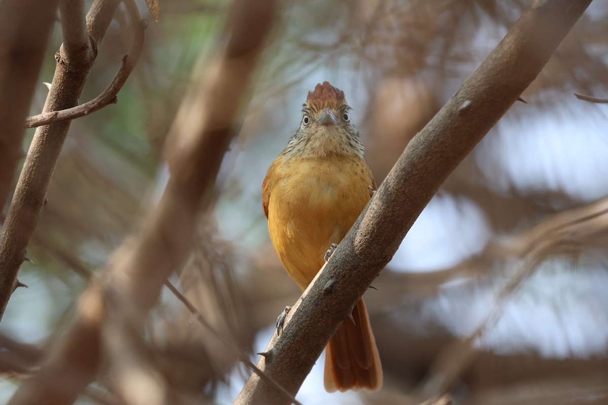 Barred Antshrike (Barred) - ML645597866