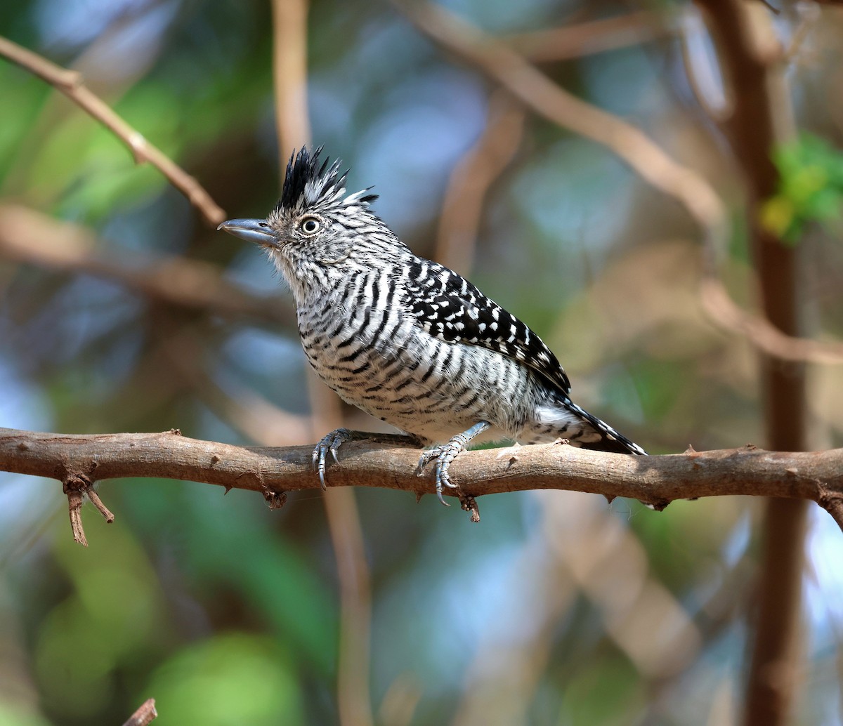 Barred Antshrike (Barred) - ML645597867