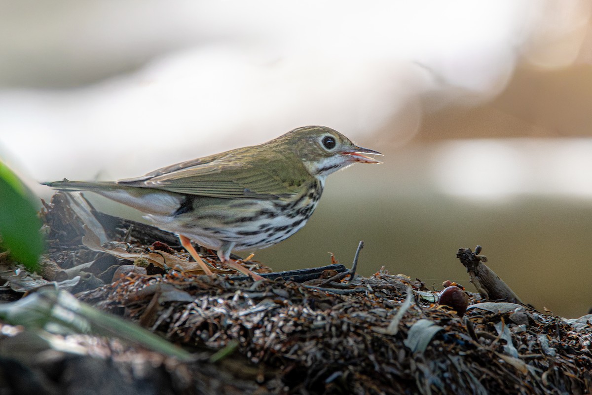 Ovenbird - ML645597868