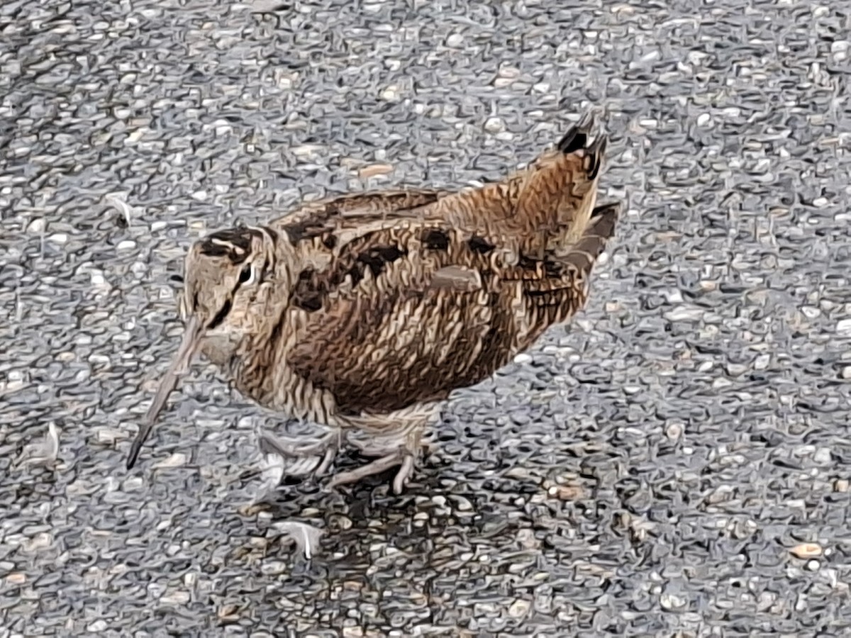Eurasian Woodcock - ML645597871