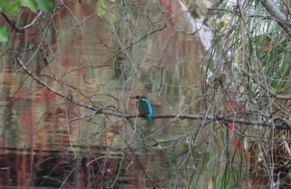 翠鳥 - ML645597892