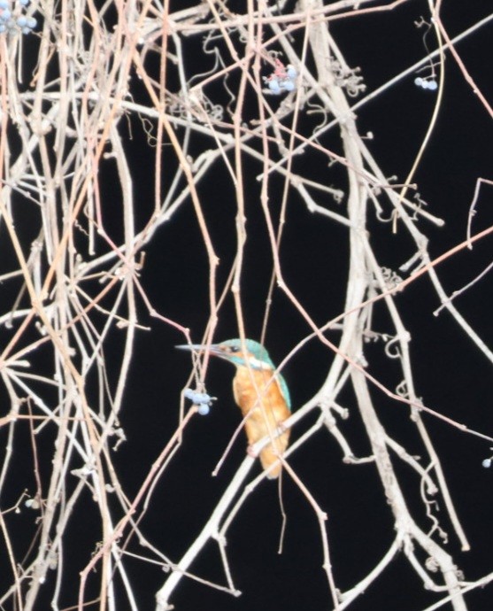 翠鳥 - ML645597893