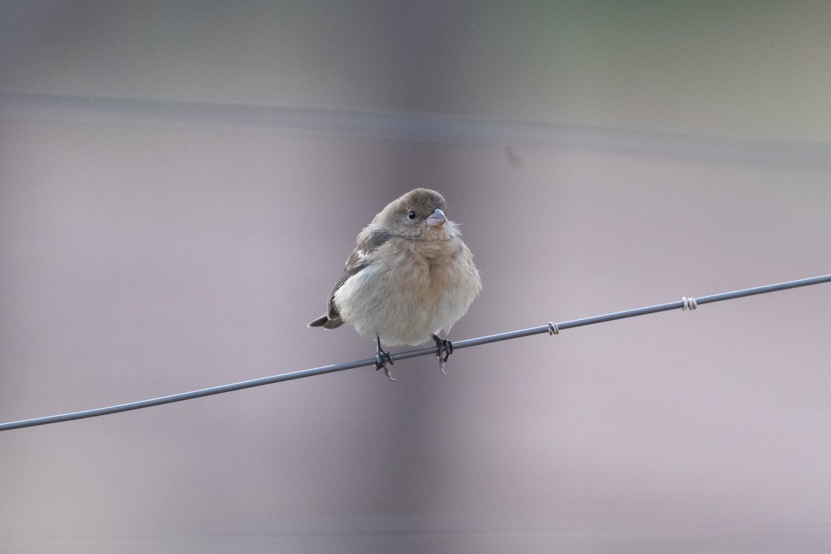 Lazuli Bunting - ML645597922