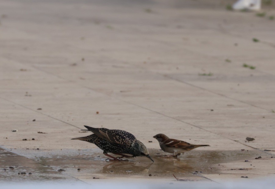 歐洲椋鳥 - ML645597924