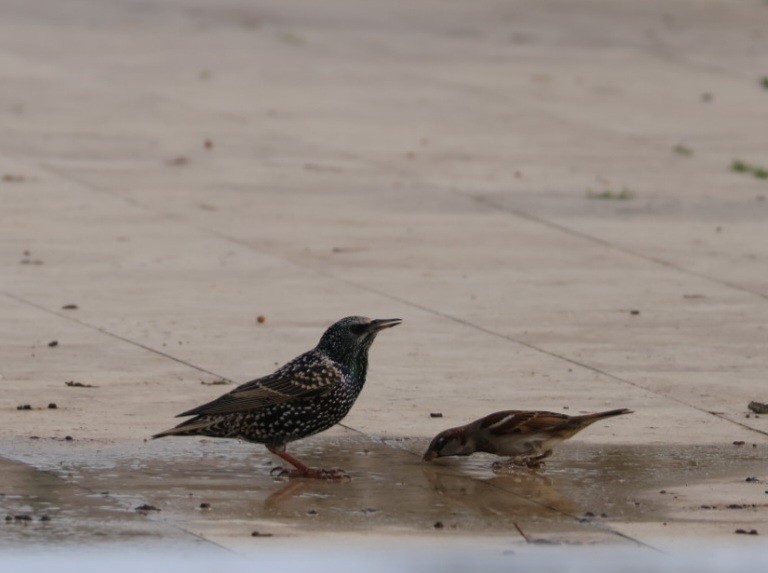 歐洲椋鳥 - ML645597925