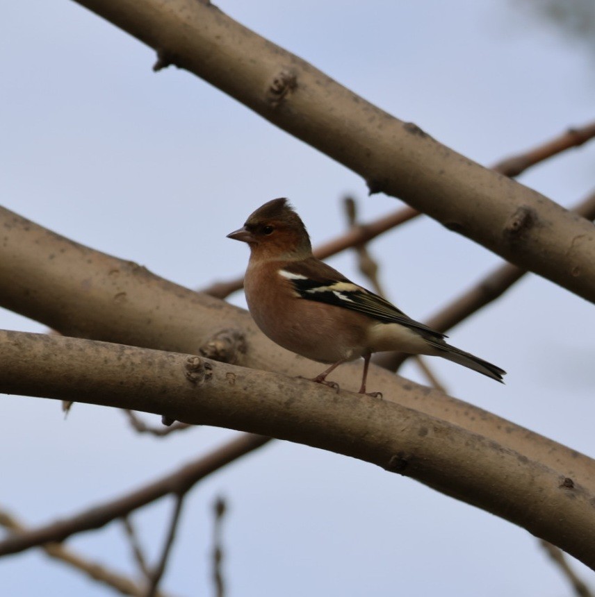 Common Chaffinch - ML645597942