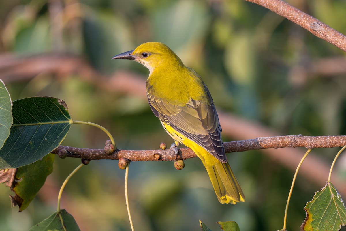 Indian Golden Oriole - ML645597982