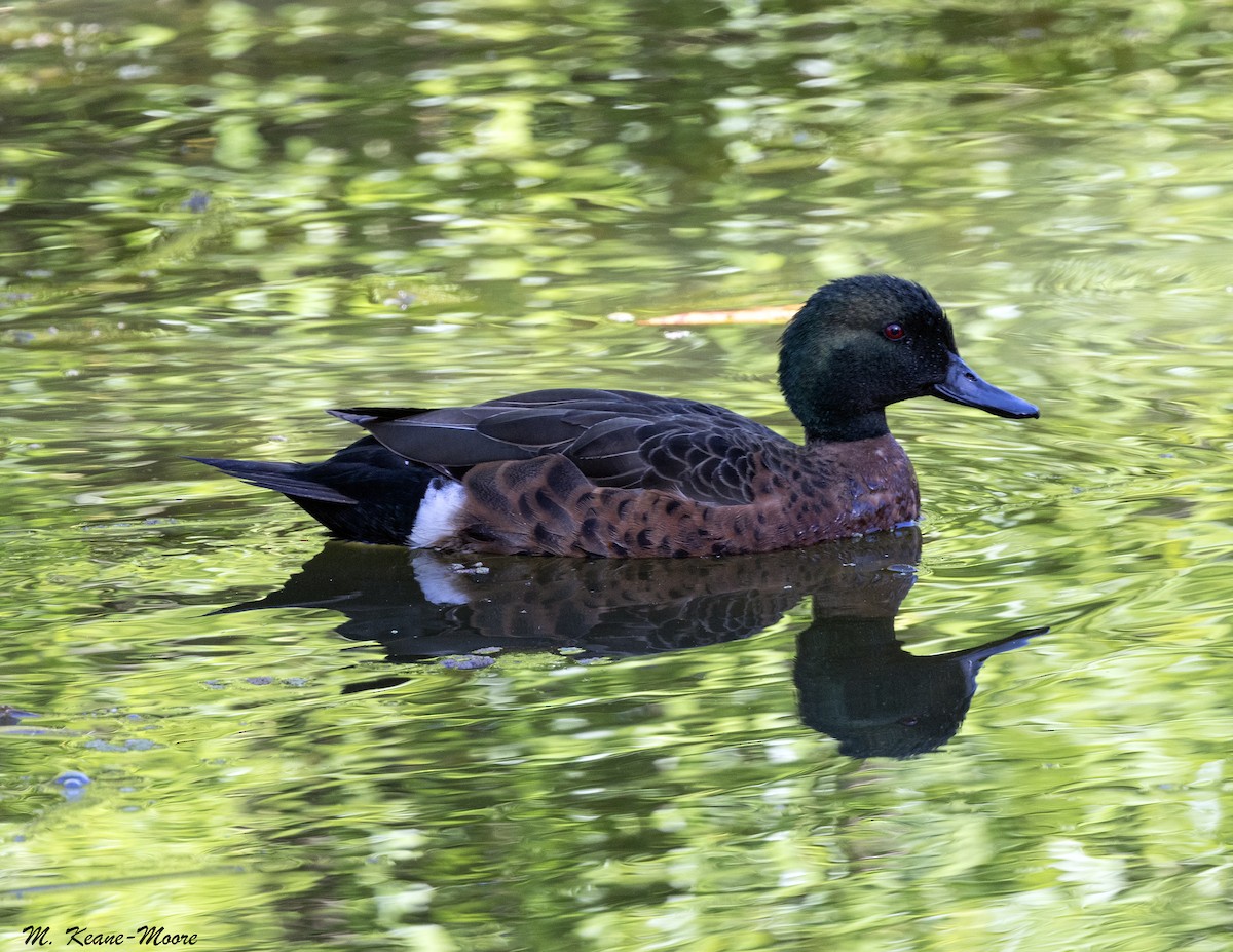 Chestnut Teal - ML645597985