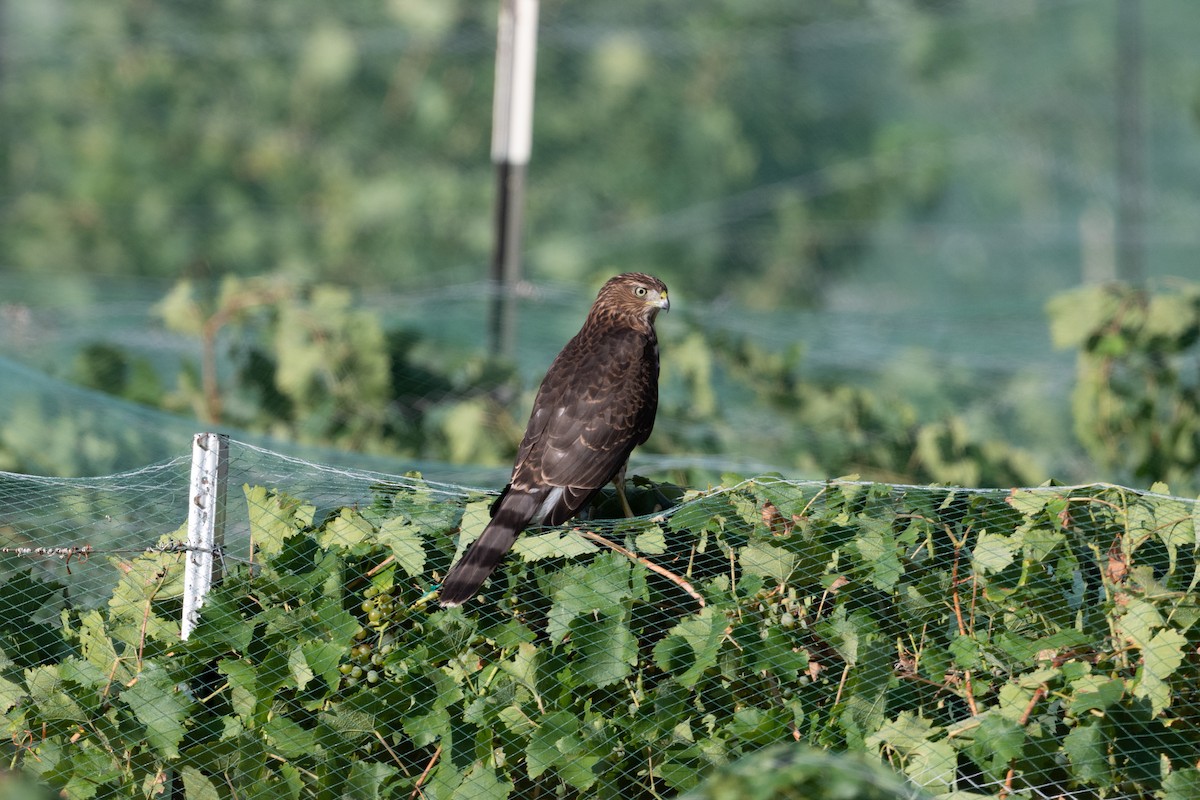Cooper's Hawk - ML645597988