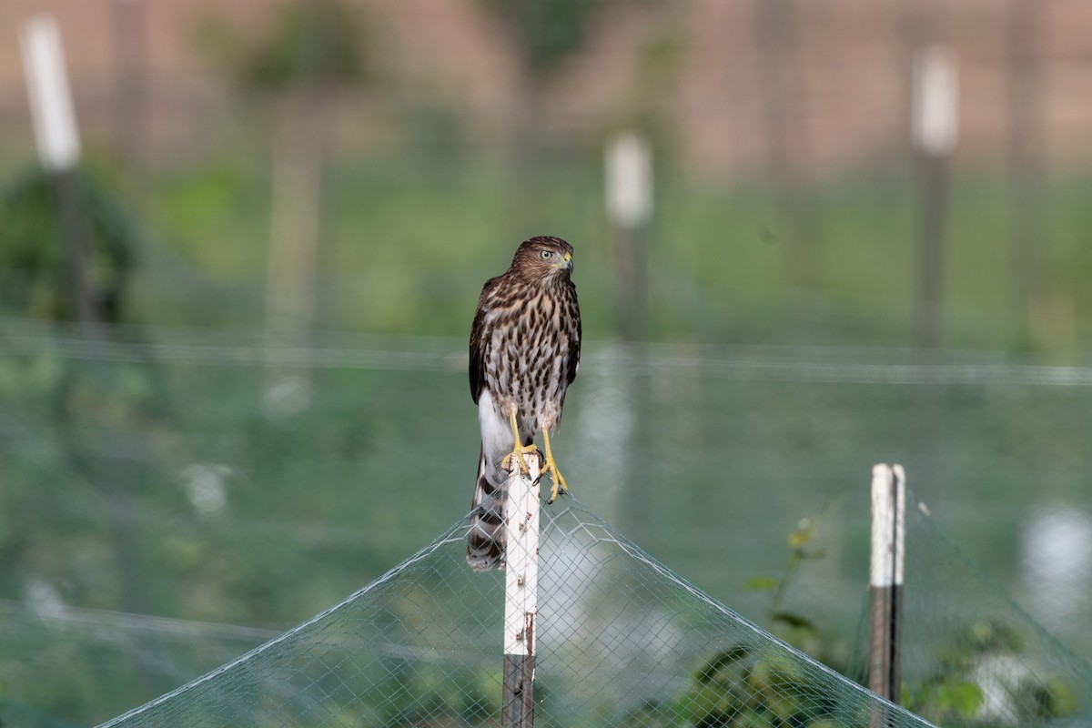 Cooper's Hawk - ML645597990