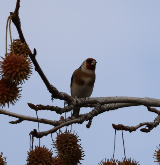 European Goldfinch - ML645597997