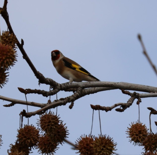 European Goldfinch - ML645597998