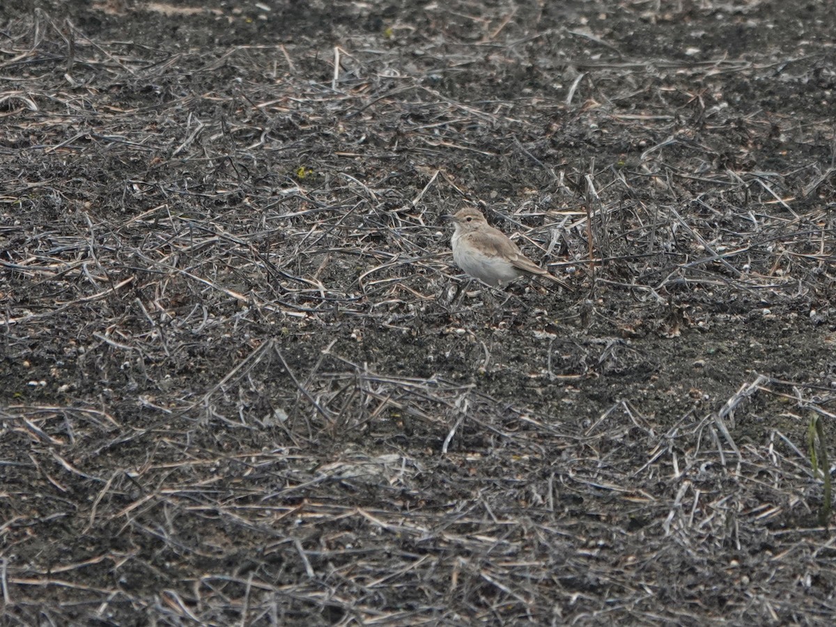 Coastal Miner - ML645598005