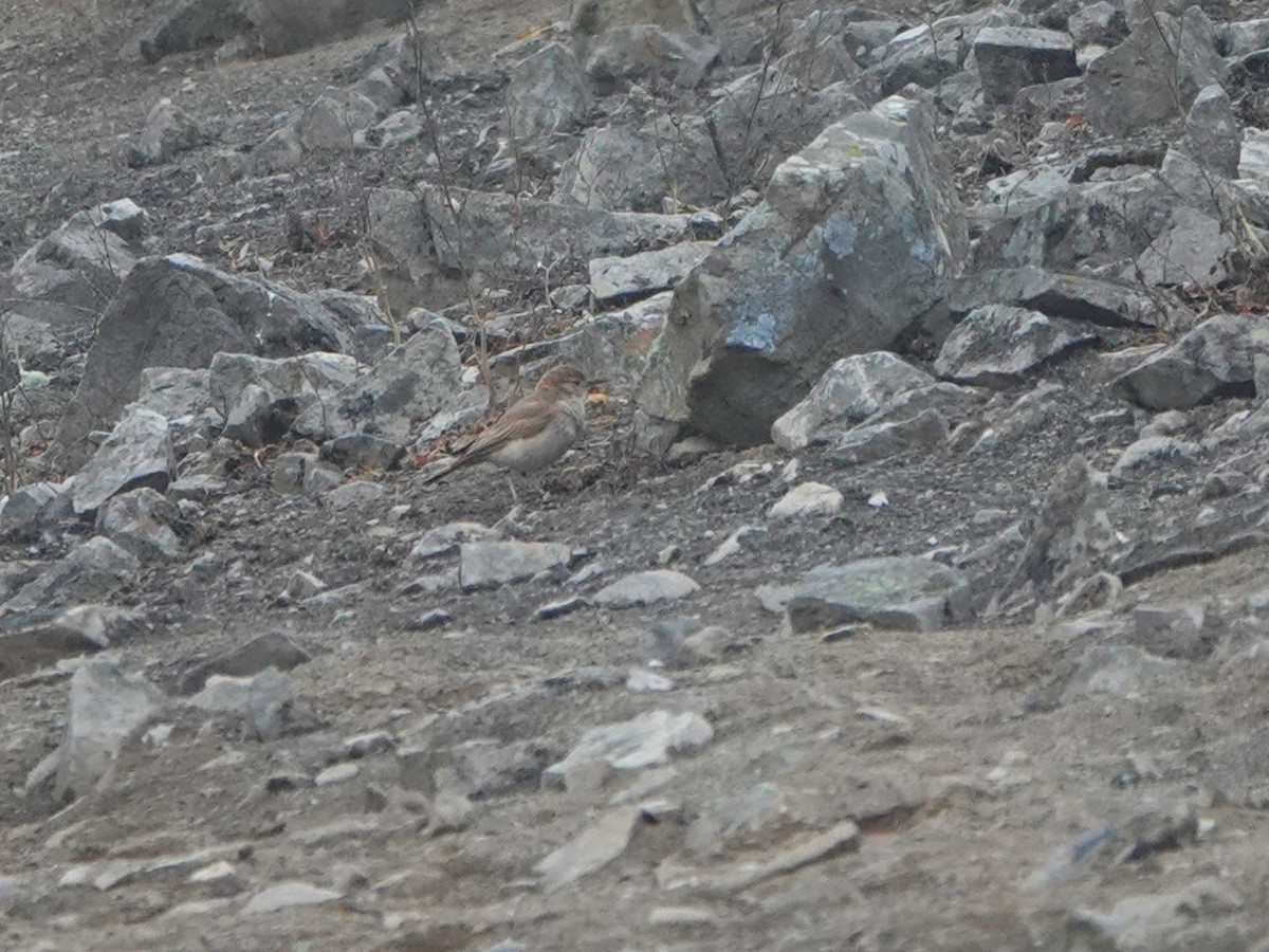 Coastal Miner - ML645598009