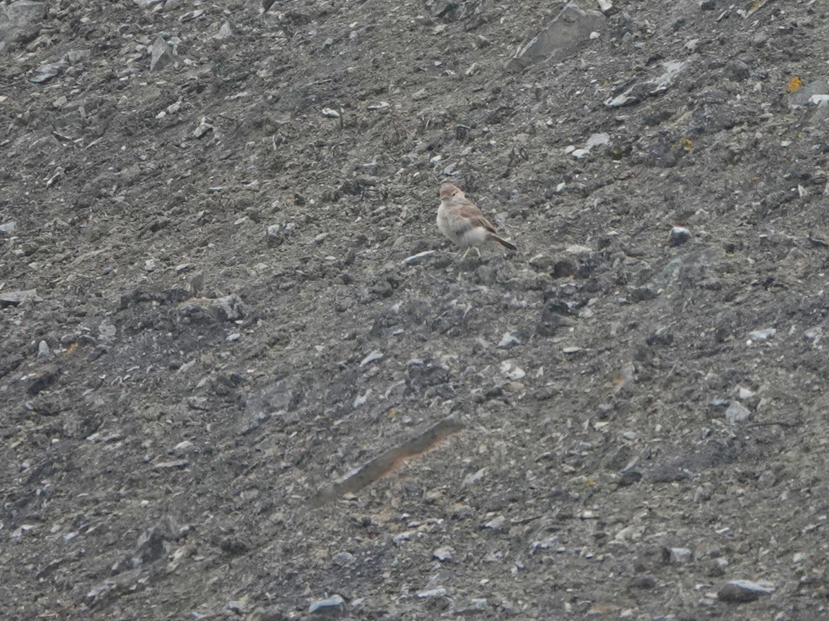 Coastal Miner - ML645598010