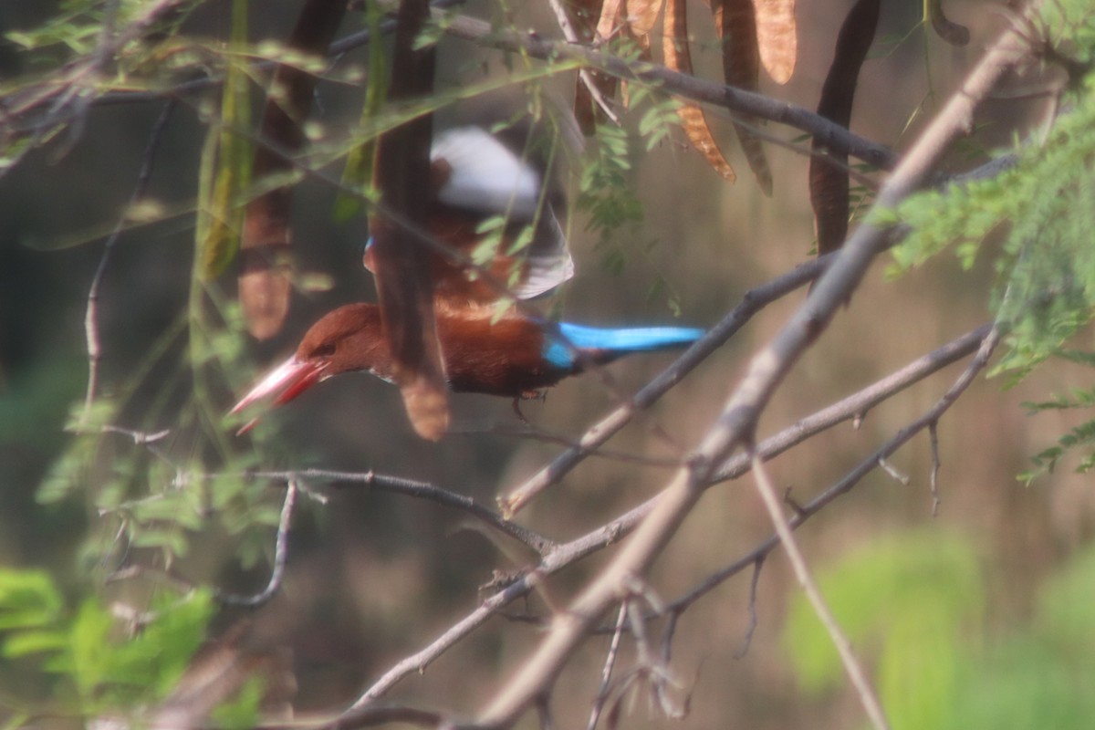 White-throated Kingfisher - ML645598011
