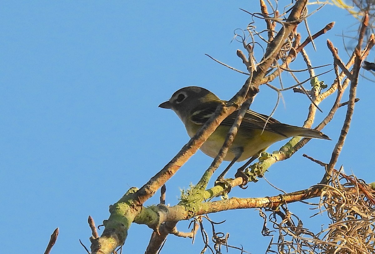Blue-headed Vireo - ML645598013