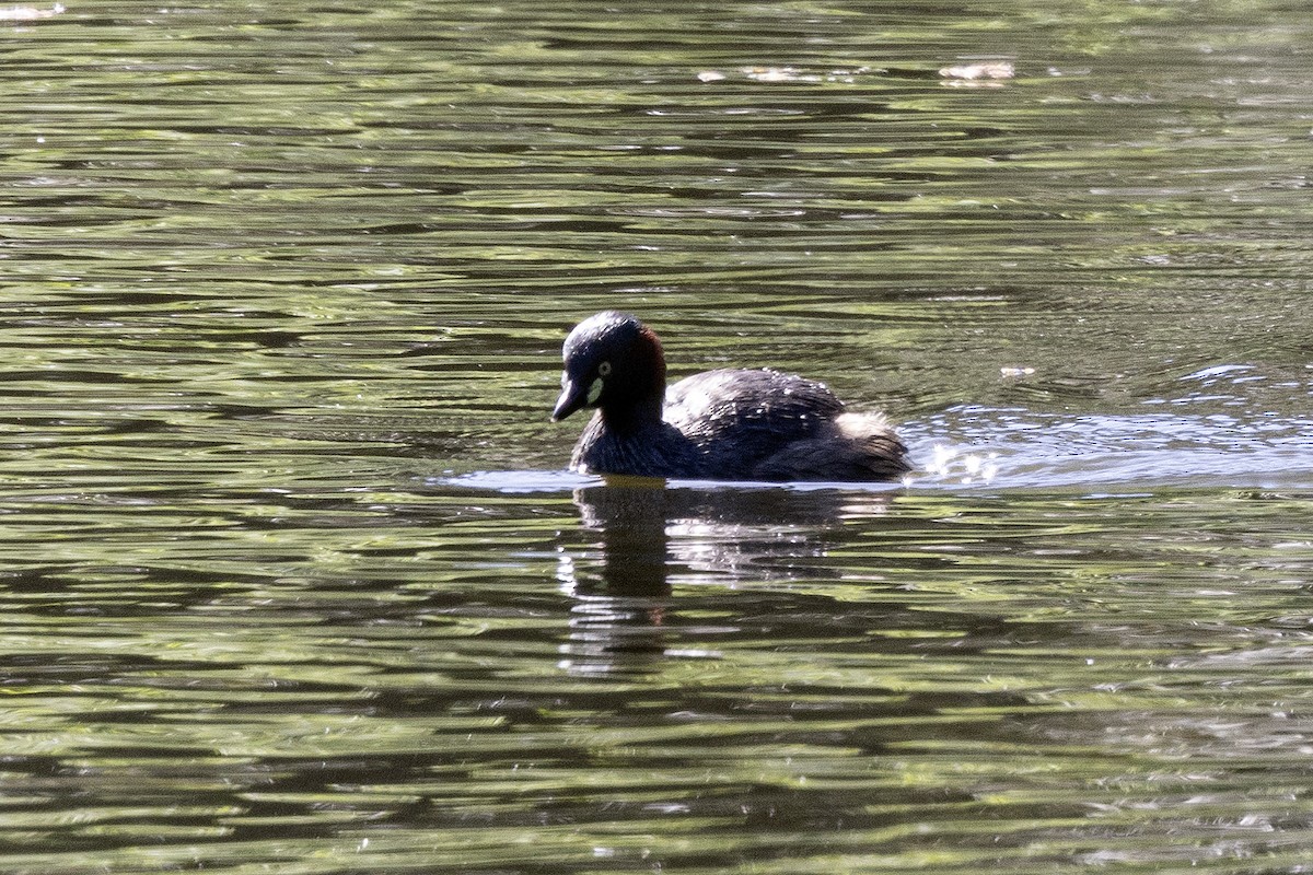 Australasian Grebe - ML645598014
