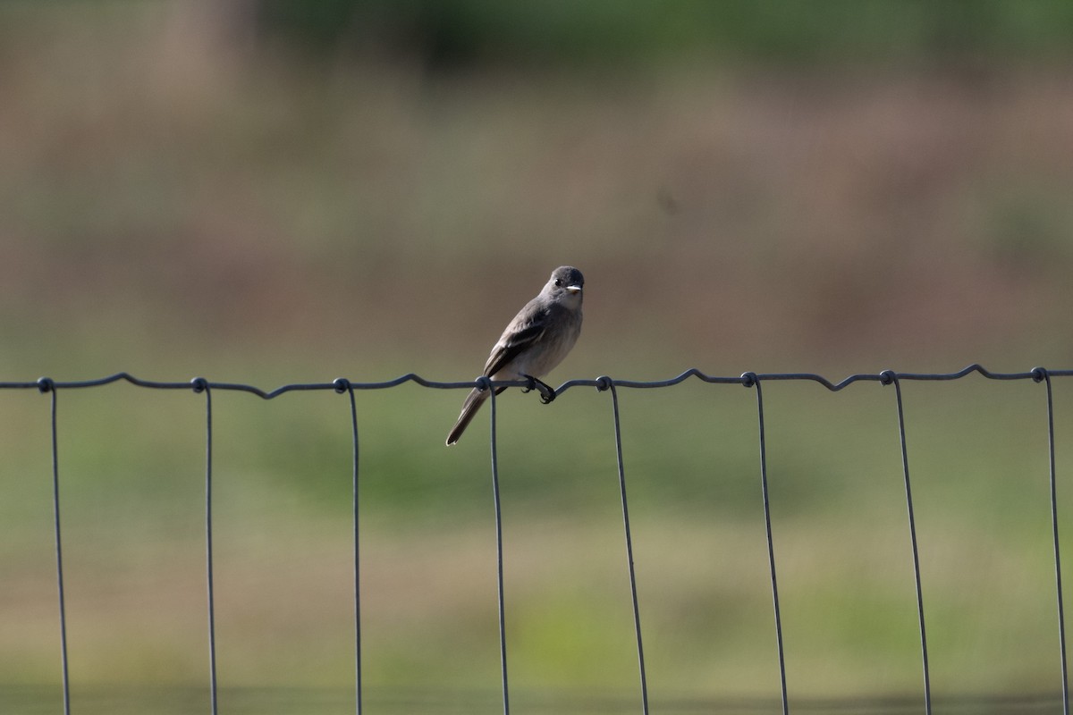 Western Wood-Pewee - ML645598018