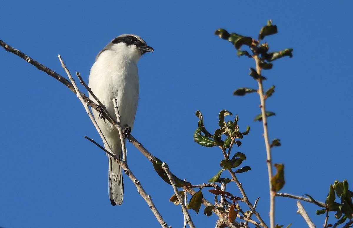 Loggerhead Shrike - ML645598021