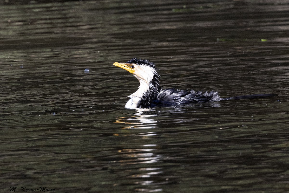 Little Pied Cormorant - ML645598023