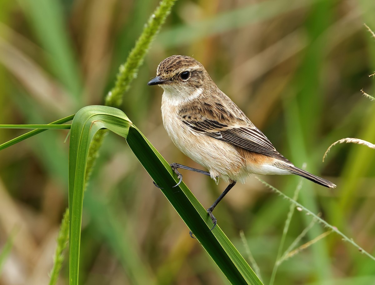 Amur Stonechat - ML645598024