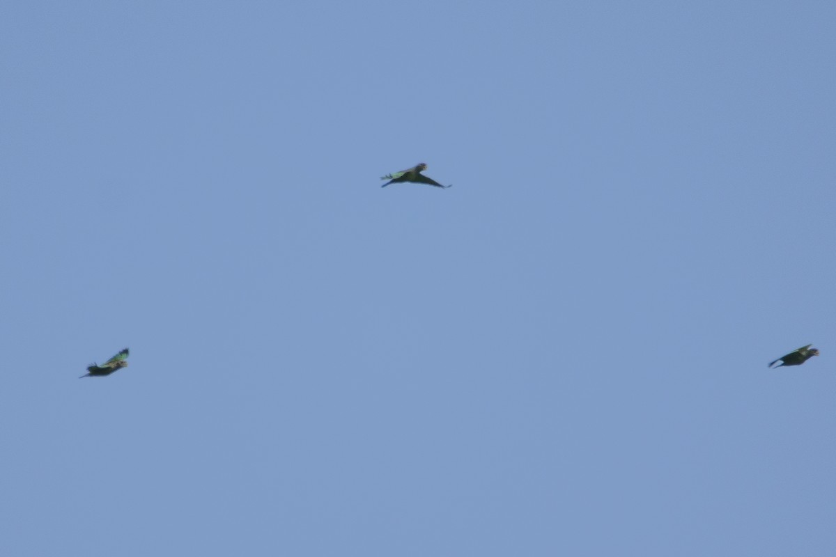 Scaly-headed Parrot - ML645598025