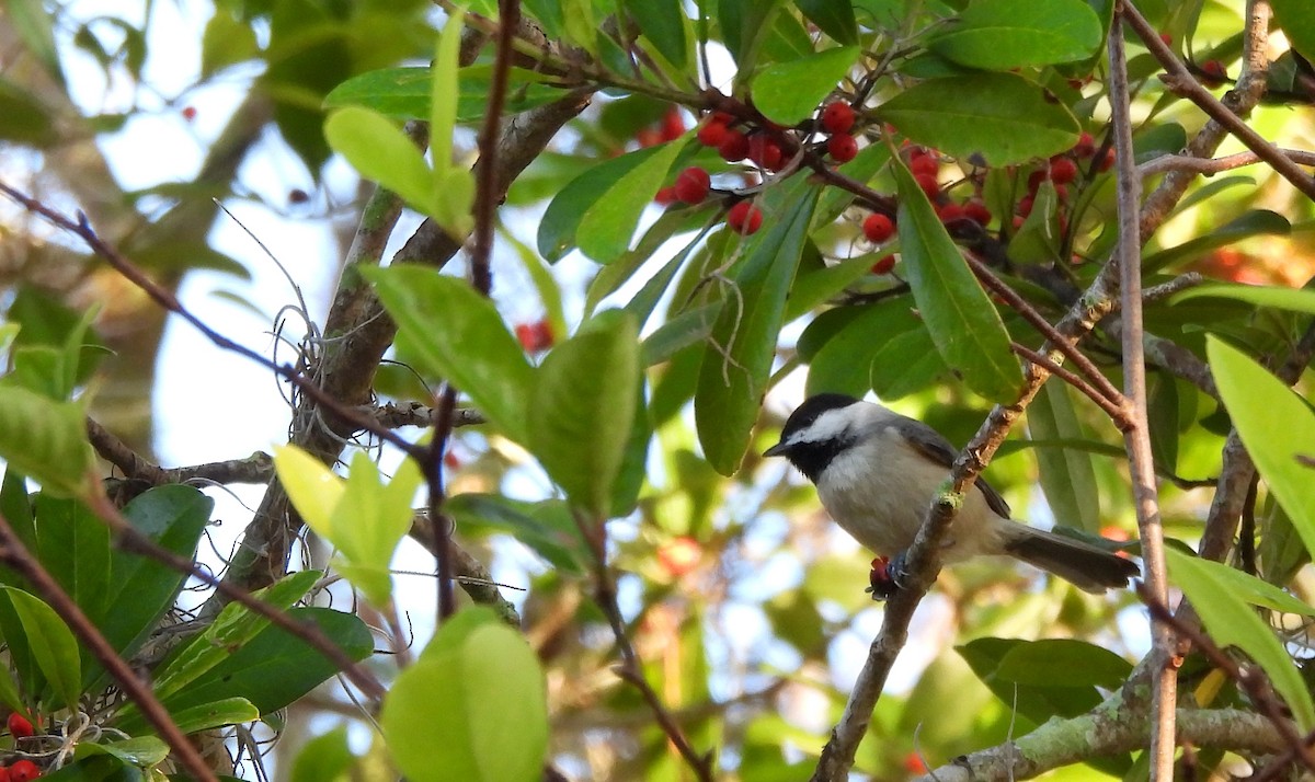 Carolina Chickadee - ML645598028