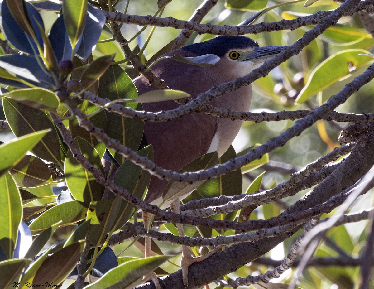Nankeen Night Heron - ML645598031