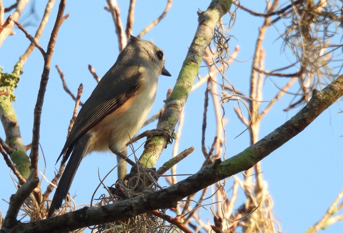 Tufted Titmouse - ML645598032