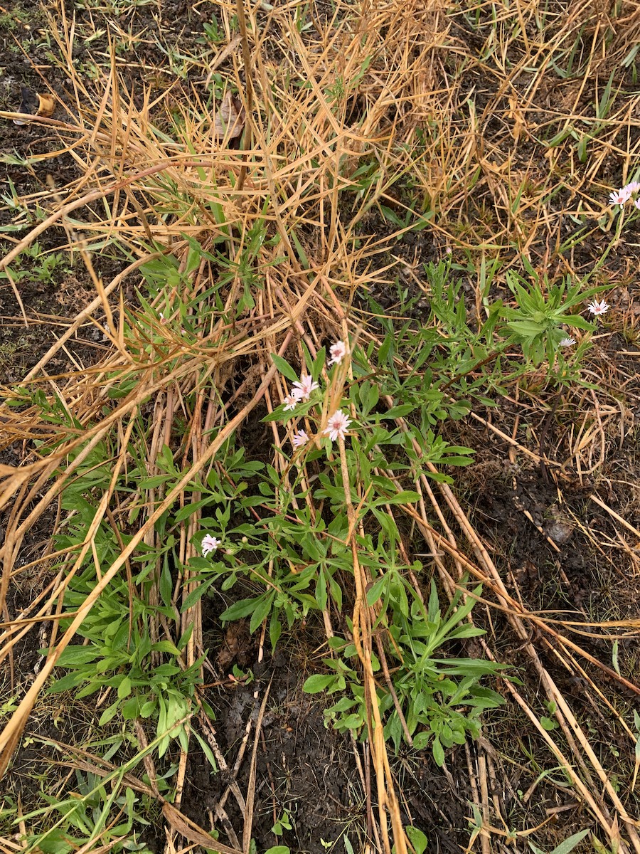 Animals - ML645598033