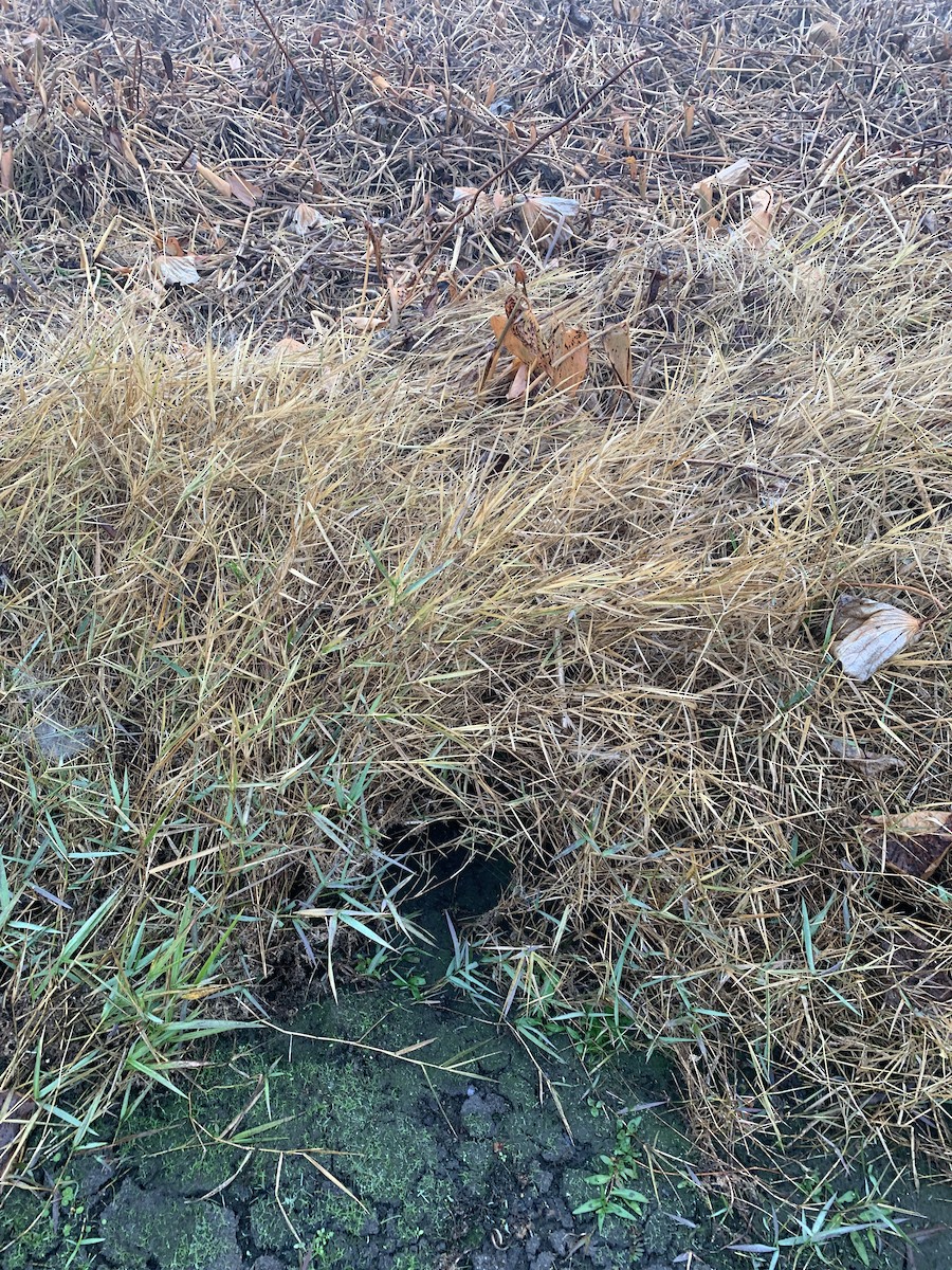 Animals - ML645598034