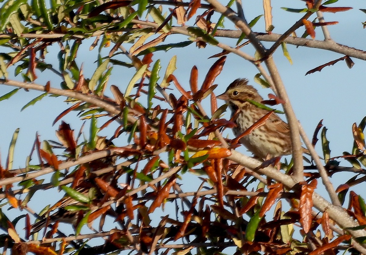 Savannah Sparrow - ML645598037