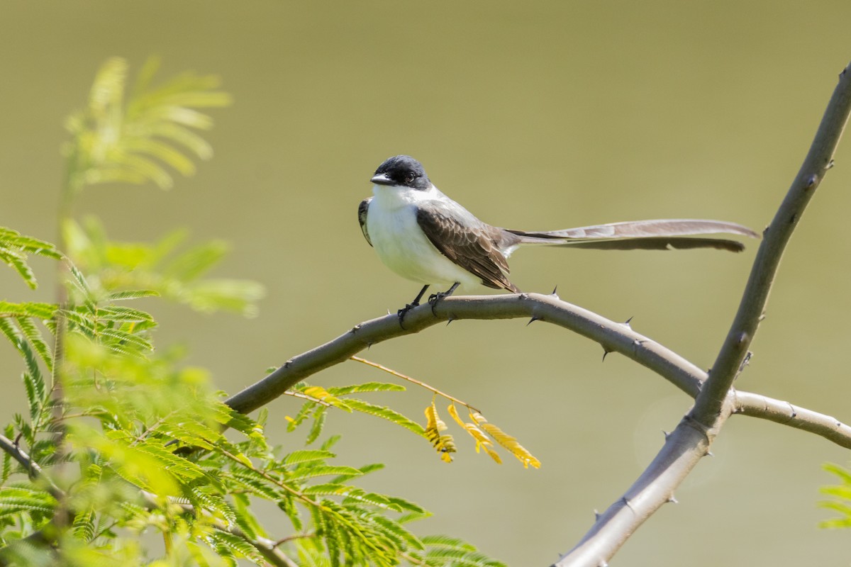 Fork-tailed Flycatcher - ML645598038