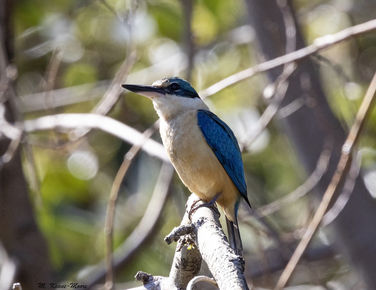 Sacred Kingfisher (Australasian) - ML645598040