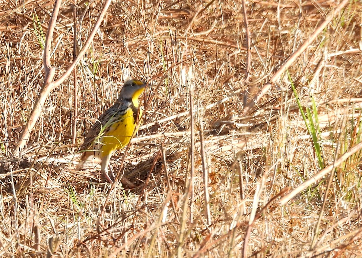 Eastern Meadowlark - ML645598041