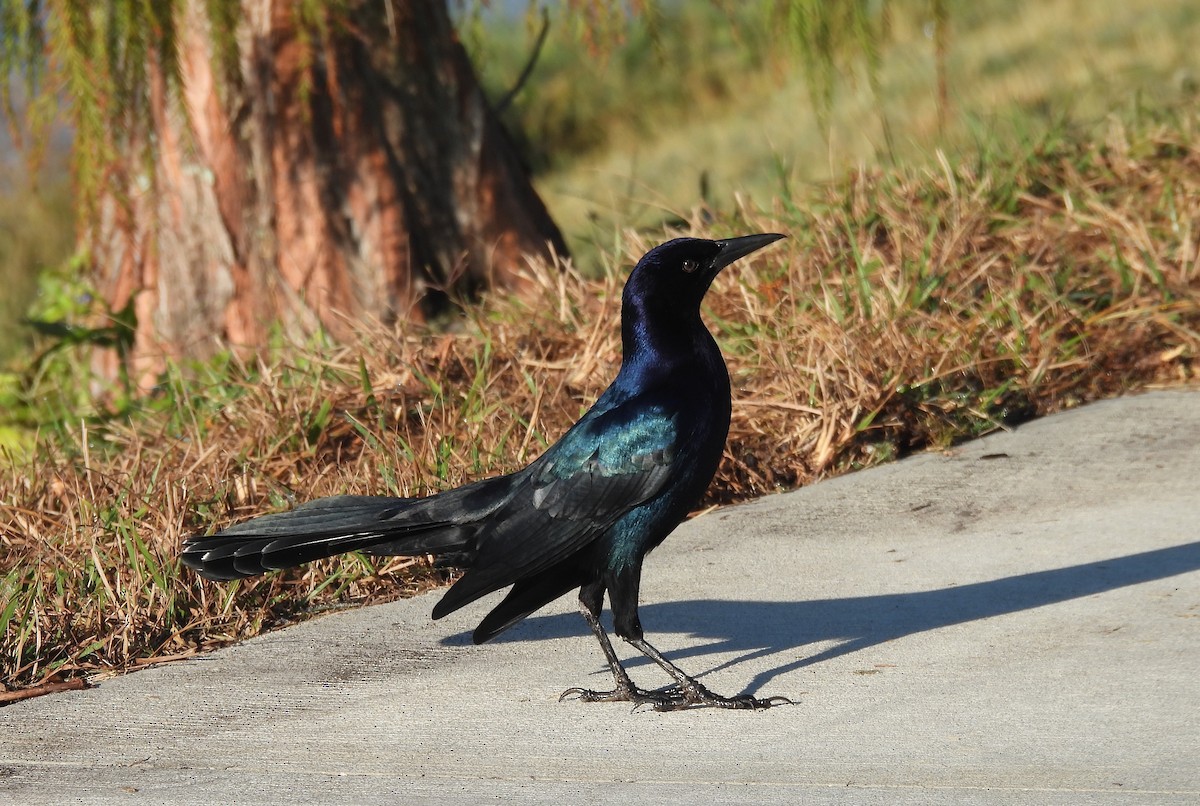 Boat-tailed Grackle - ML645598043