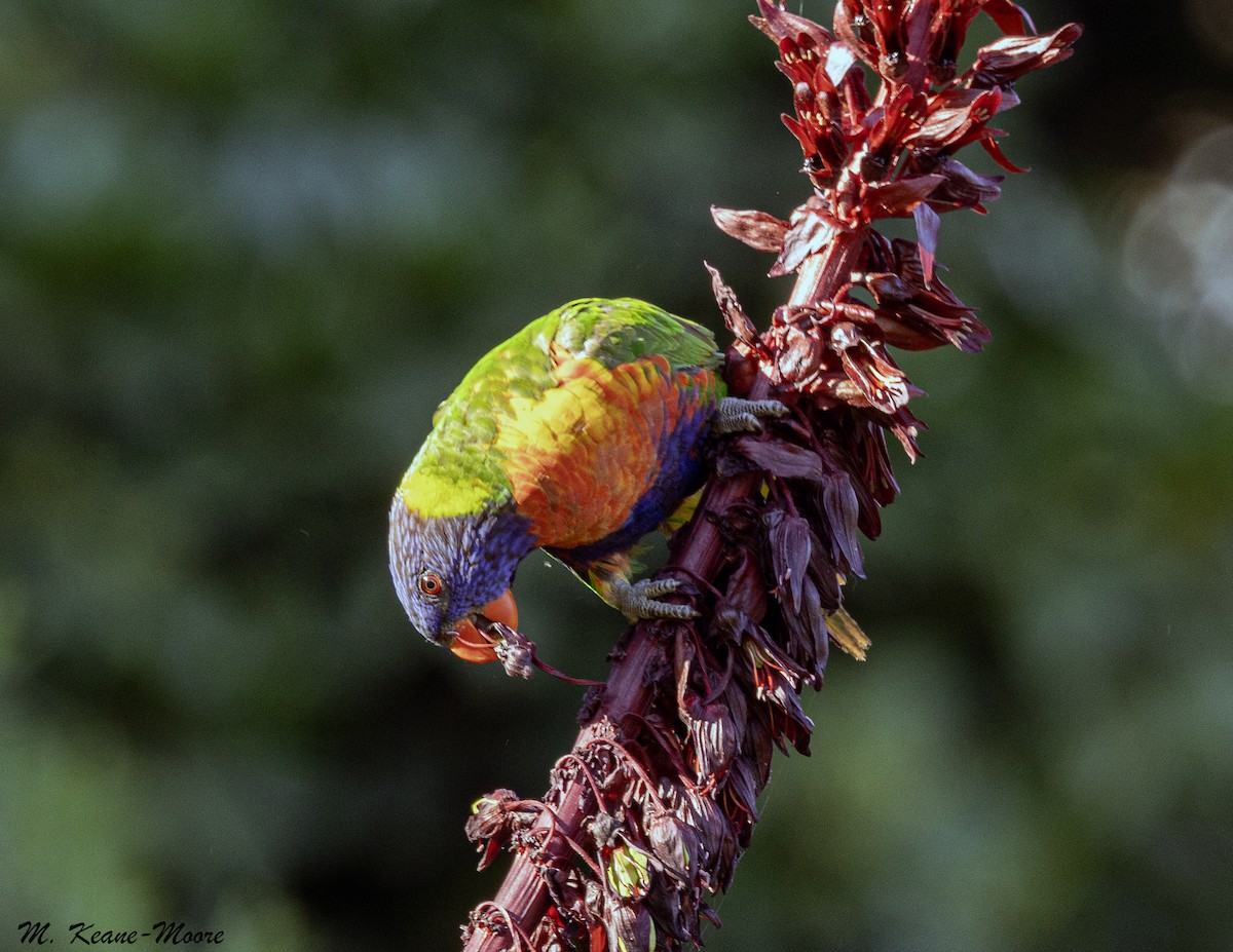 Rainbow Lorikeet - ML645598044