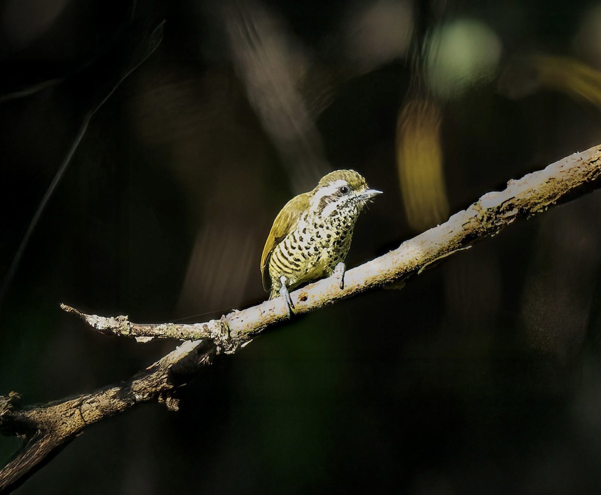 Speckled Piculet - ML645598047