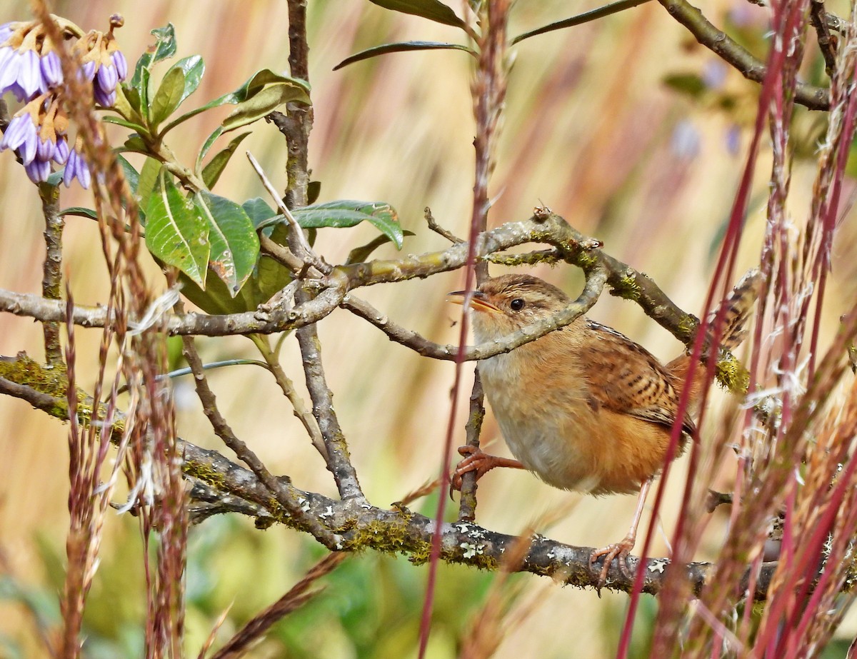 Grass Wren - ML645598053