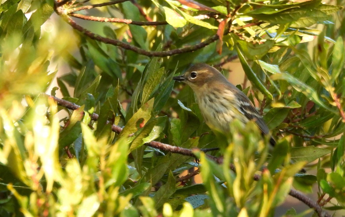 Yellow-rumped Warbler - ML645598054
