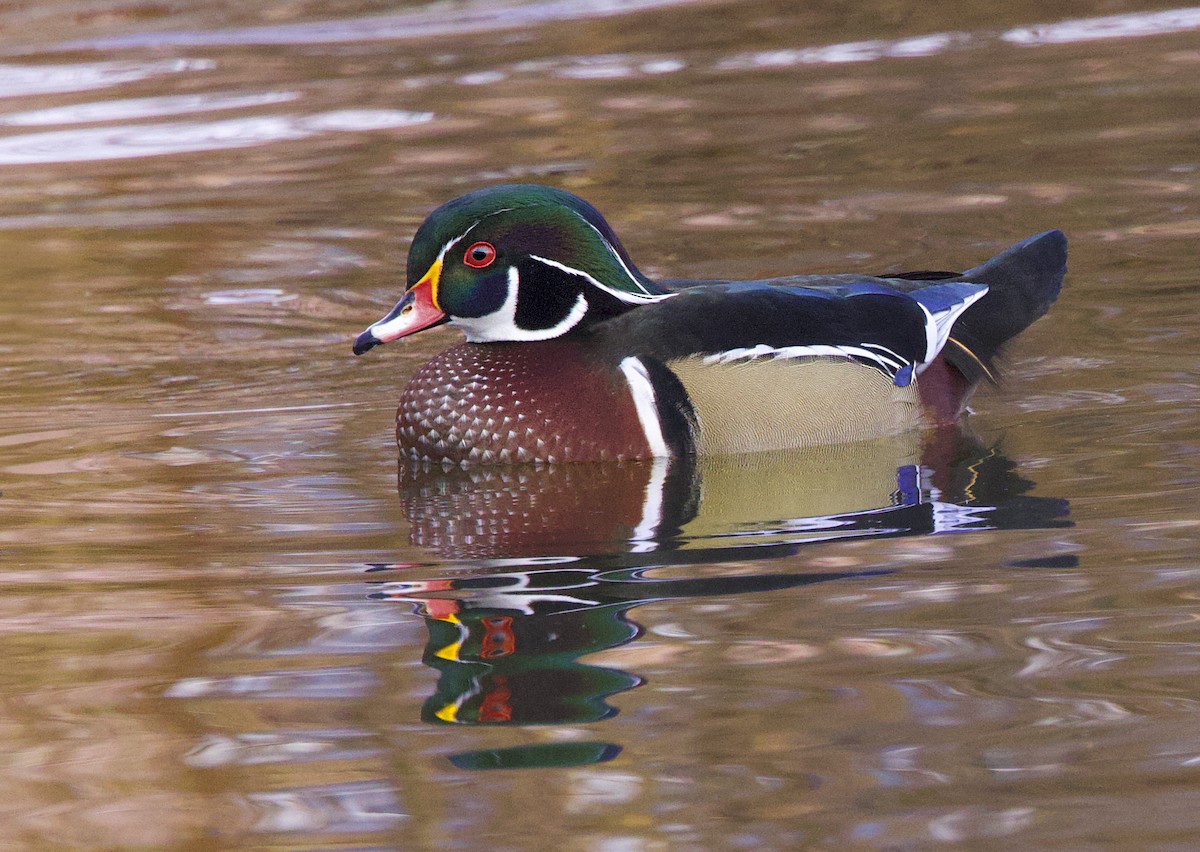 Wood Duck - ML645598055