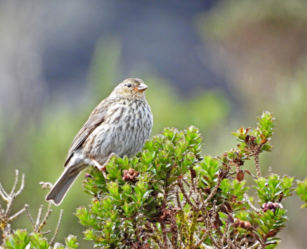 Plumbeous Sierra Finch - ML645598056