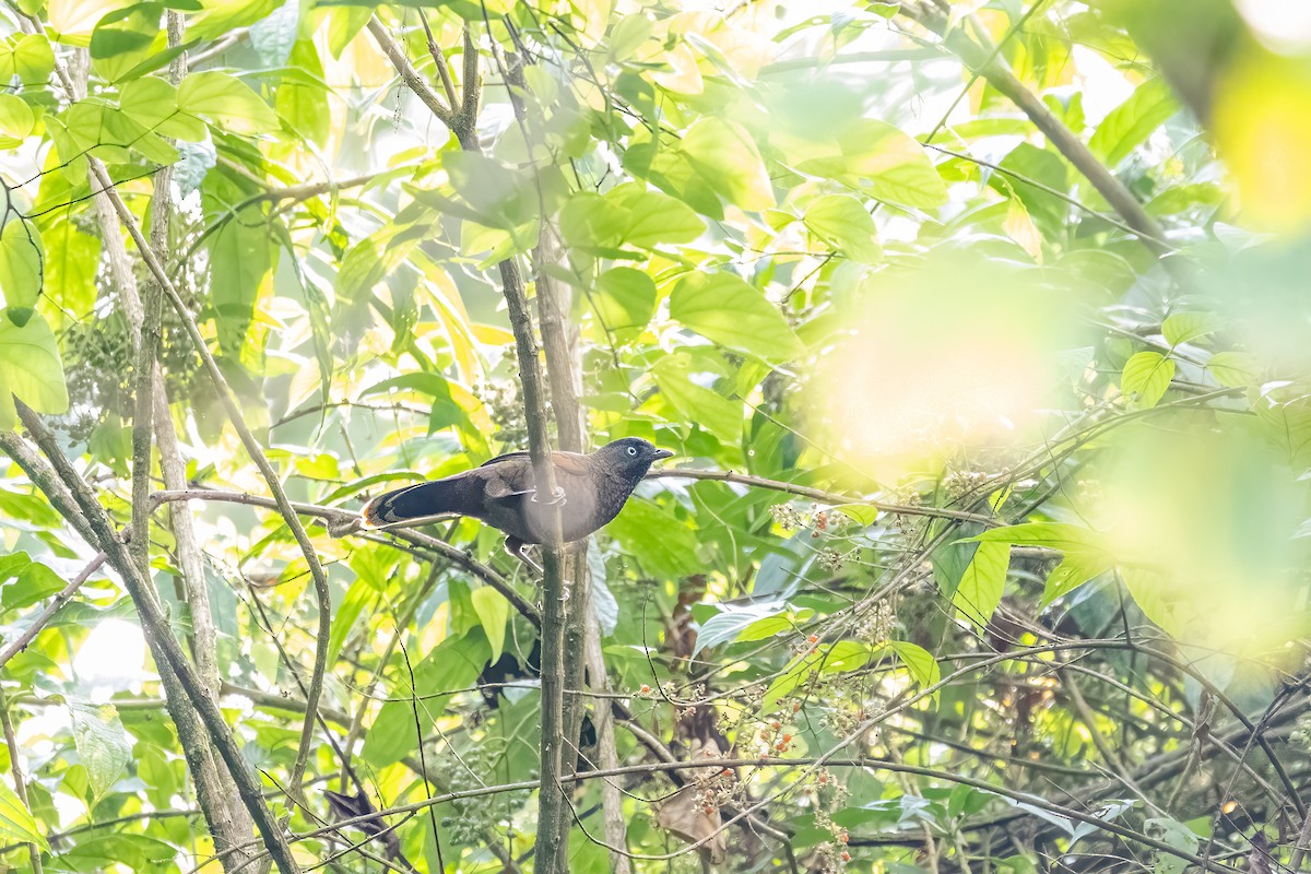 Blue-winged Laughingthrush - ML645598057