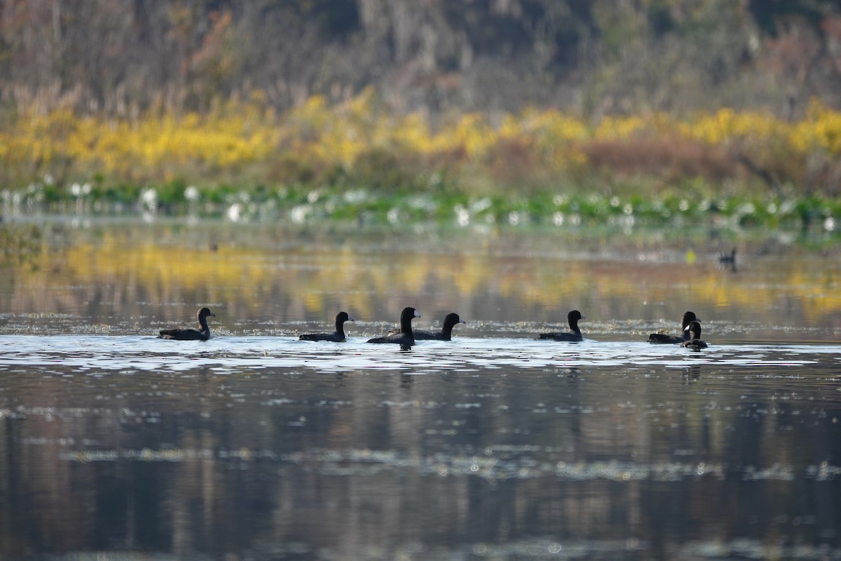 American Coot - ML645598061