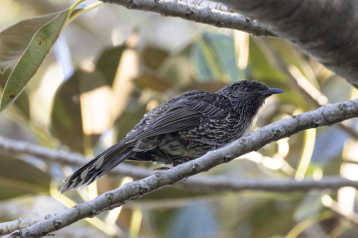 Little Wattlebird - ML645598062