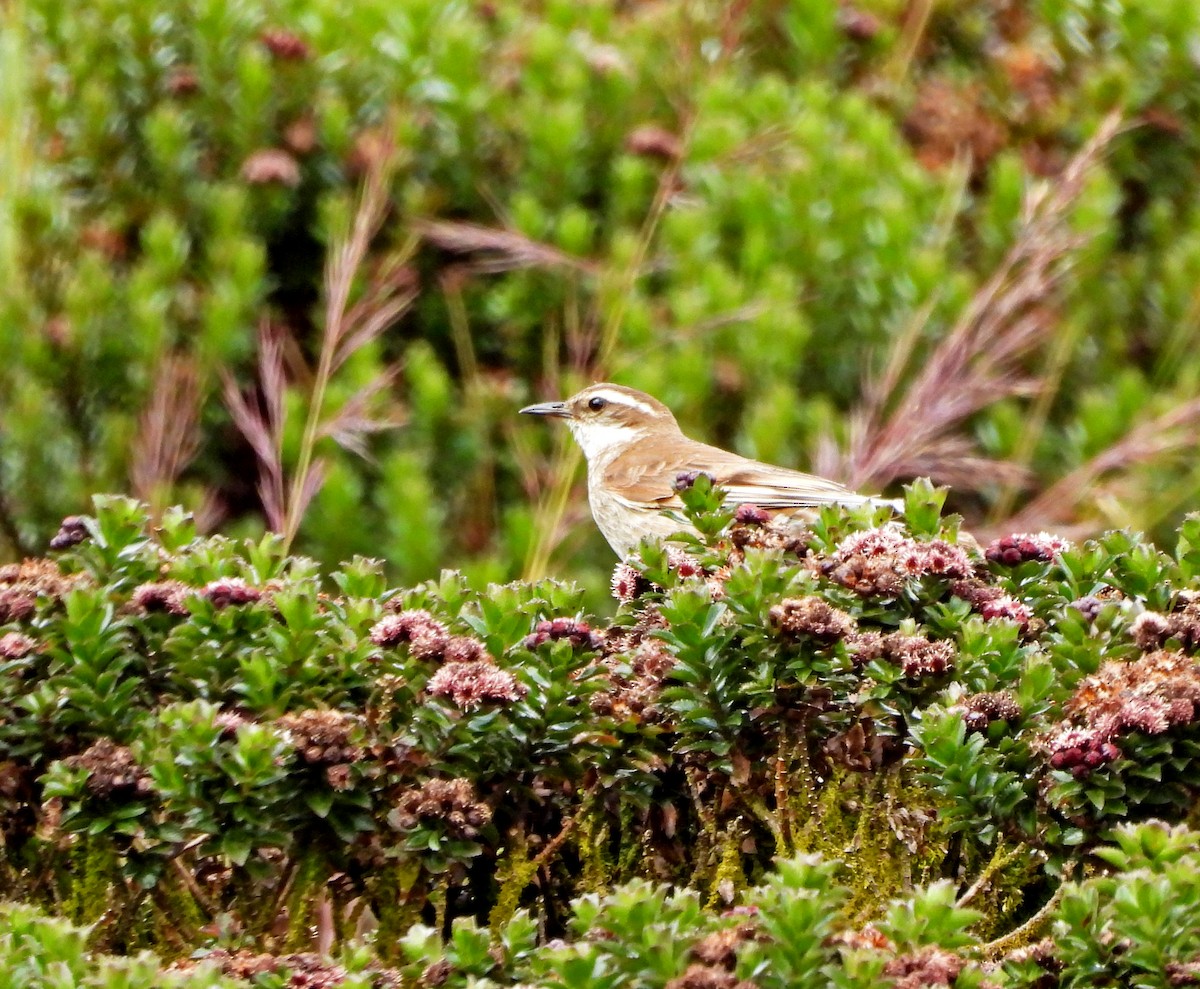 Stout-billed Cinclodes - ML645598063